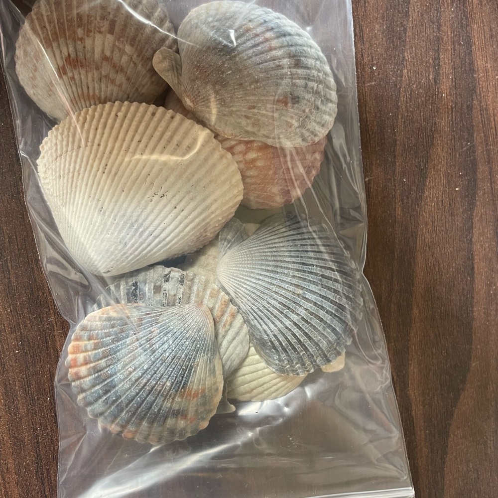 CRAFTERS … 10 Scallops Shells from North County San Diego .